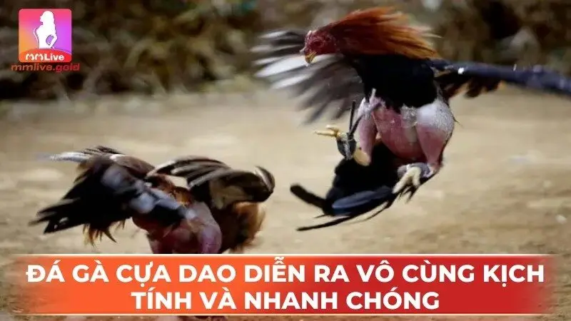 Đá gà cựa dao diễn ra vô cùng kịch tính và nhanh chóng
